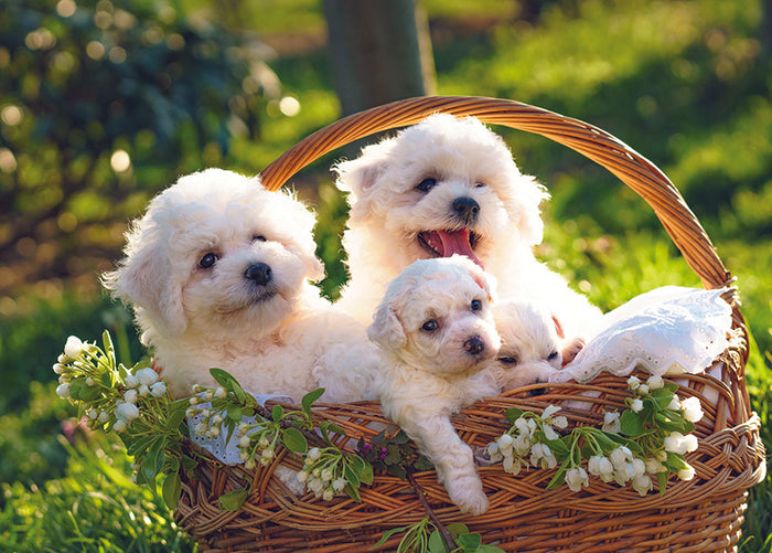 BASKET OF PUPPIES CARD
