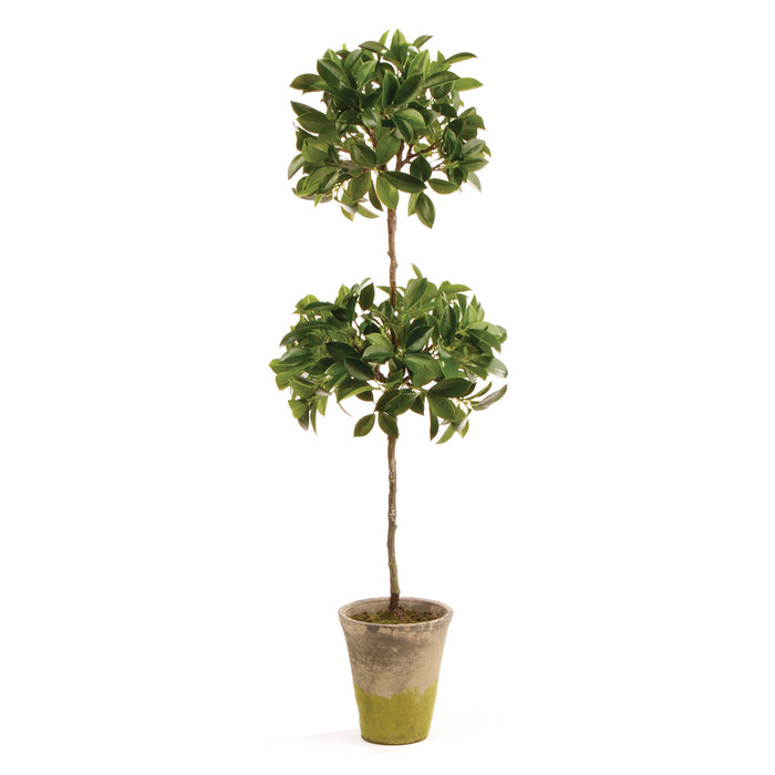 FICUS TOPIARY IN POT 31" BY NAPA HOME & GARDEN