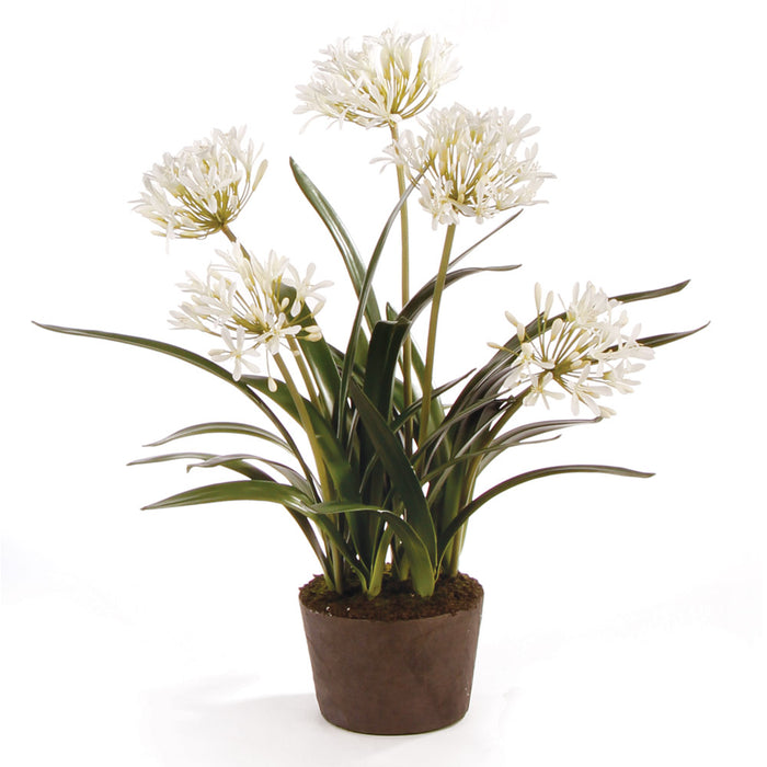 AGAPANTHUS DROP-IN 29" BY NAPA HOME & GARDEN