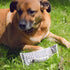 Doggy Fake News Plush Toy - A. Dodson's