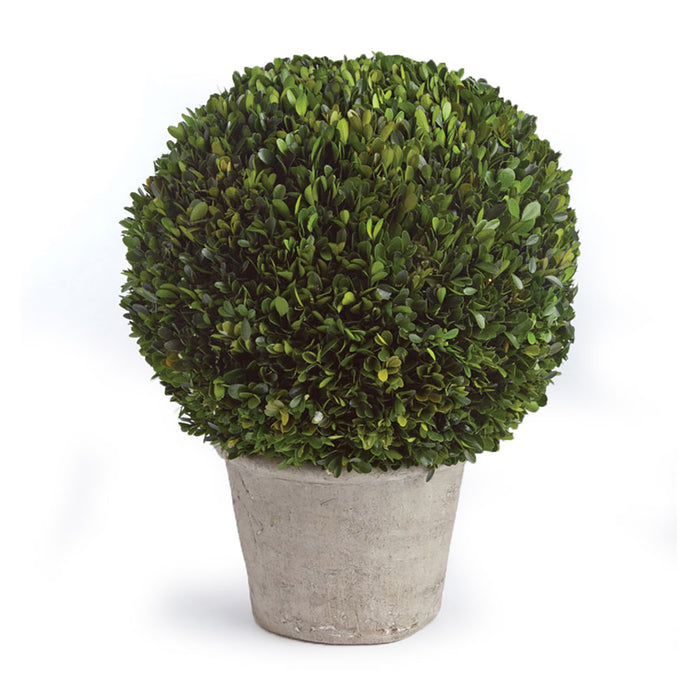 BOXWOOD 12" BALL IN POT BY NAPA HOME & GARDEN