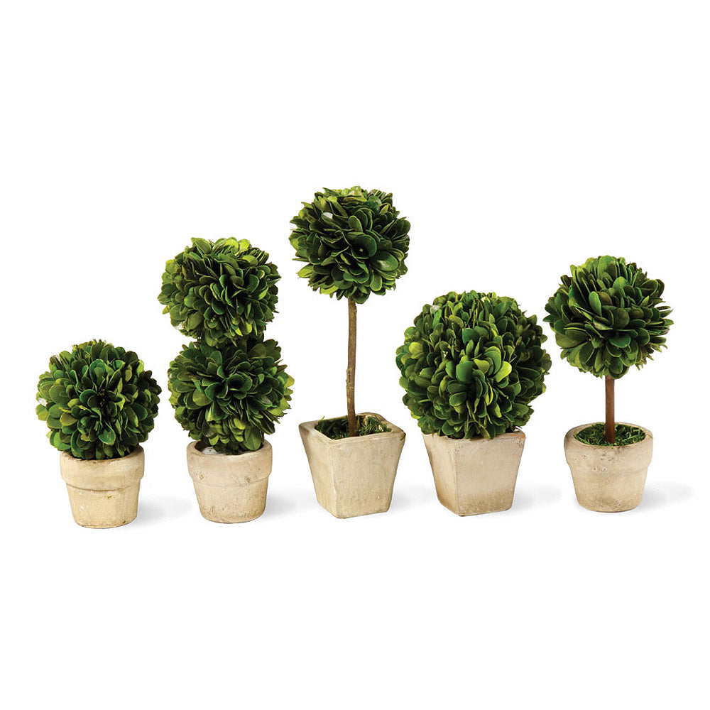 BOXWOOD MINI TOPIARIES IN POTS, SET OF 5 BY NAPA HOME & GARDEN - A. Dodson's