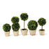 BOXWOOD MINI TOPIARIES IN POTS, SET OF 5 BY NAPA HOME & GARDEN - A. Dodson's