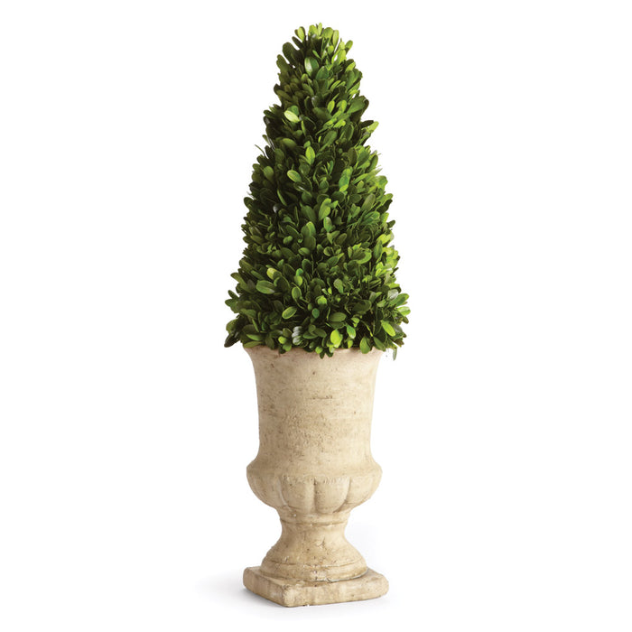 BOXWOOD CONE TOPIARY IN URN 24" BY NAPA HOME & GARDEN