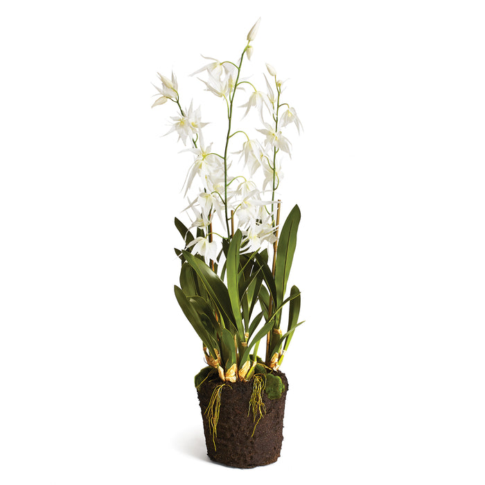 SPIDER ORCHID DROP-IN 44" BY NAPA HOME & GARDEN