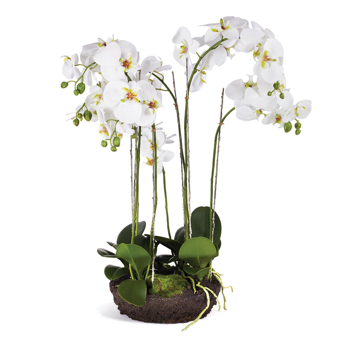 PHALAENOPSIS ORCHID BOWL DROP-IN 31.5" BY NAPA HOME & GARDEN