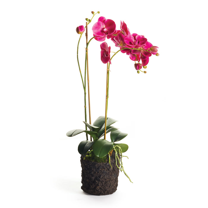 PHALAENOPSIS X 2 DROP-IN 29" BY NAPA HOME & GARDEN