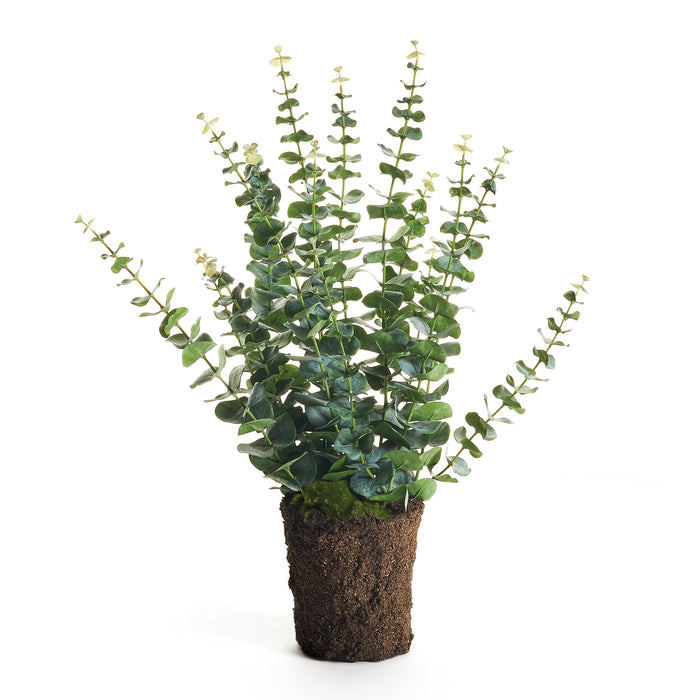 EUCALYPTUS DROP-IN 25" BY NAPA HOME & GARDEN