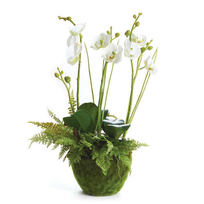 PHALAENOPSIS & FERN DROP-IN 18" BY NAPA HOME & GARDEN