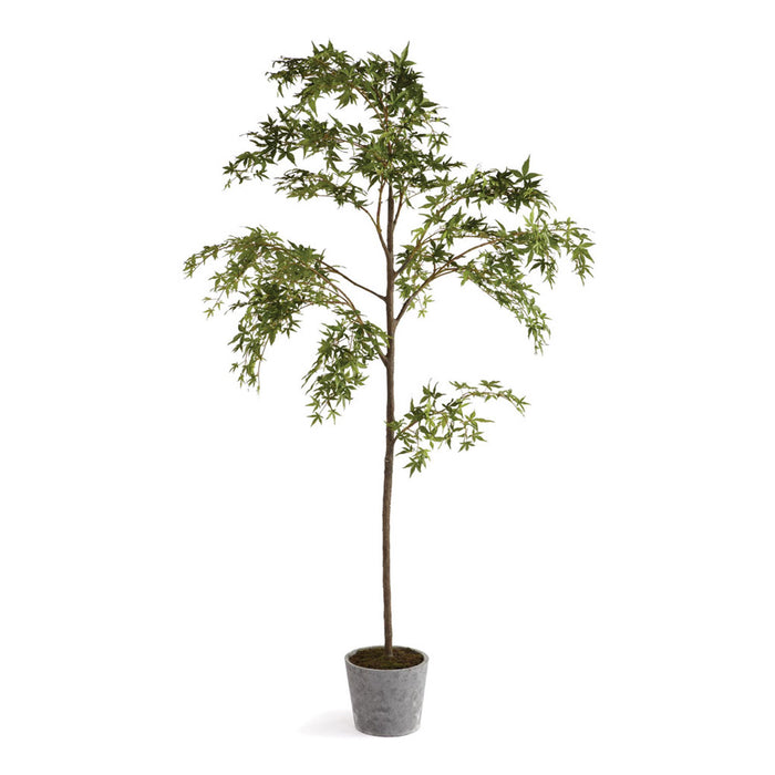 MAPLE TREE IN POT 84" BY NAPA HOME & GARDEN