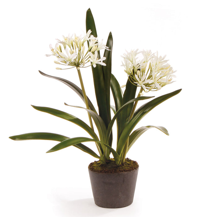 AGAPANTHUS DROP-IN 23" BY NAPA HOME & GARDEN