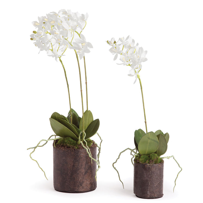DENDROBIUM ORCHID DROP-INS 16" AND 12", SET OF 2 BY NAPA HOME & GARDEN