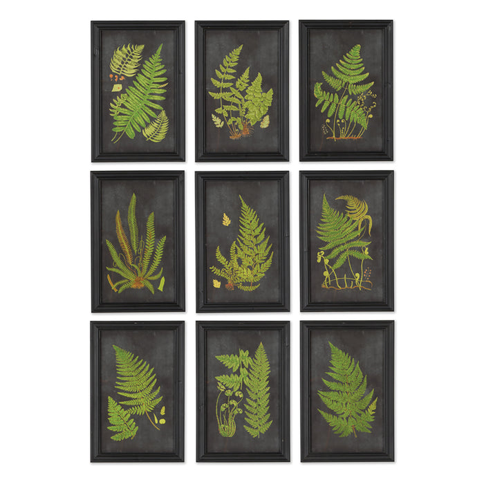 FRAMED FERN BOTANICAL PRINTS, SET OF 9 BY NAPA HOME & GARDEN