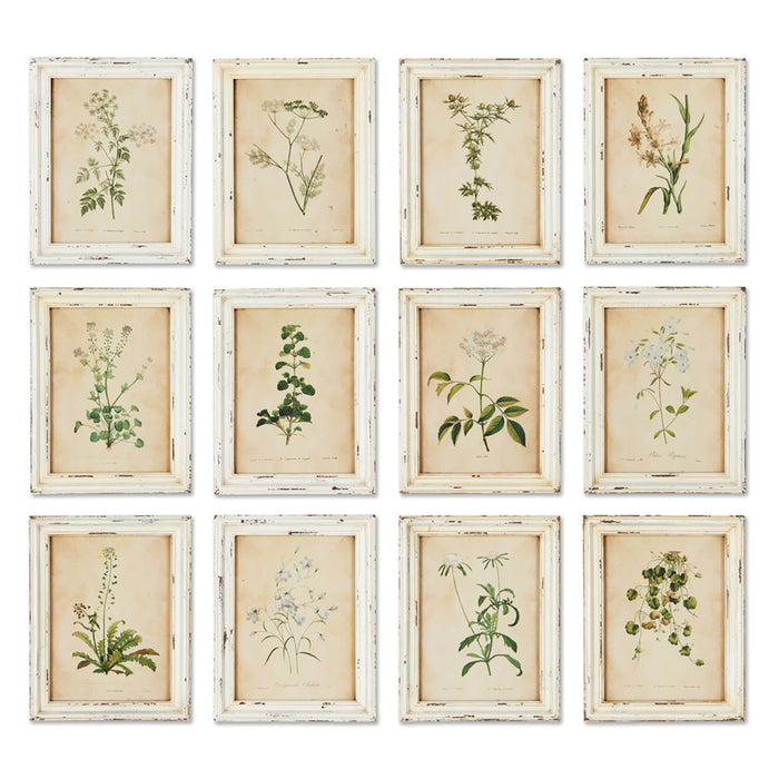 FRAMED WILD FLOWER BOTANICAL PRINTS, SET OF 12 BY NAPA HOME & GARDEN