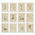 FRAMED WILD FLOWER BOTANICAL PRINTS, SET OF 12 BY NAPA HOME & GARDEN - A. Dodson's