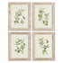 FRAMED OLIVE LEAF BOTANICAL PRINTS, SET OF 4 BY NAPA HOME & GARDEN - A. Dodson's