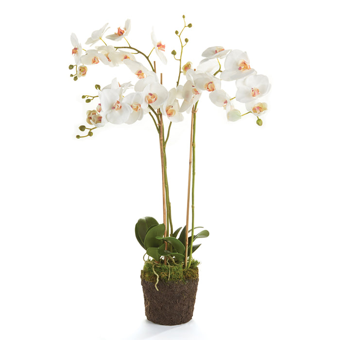 PHALAENOPSIS ORCHID DROP-IN 31" BY NAPA HOME & GARDEN