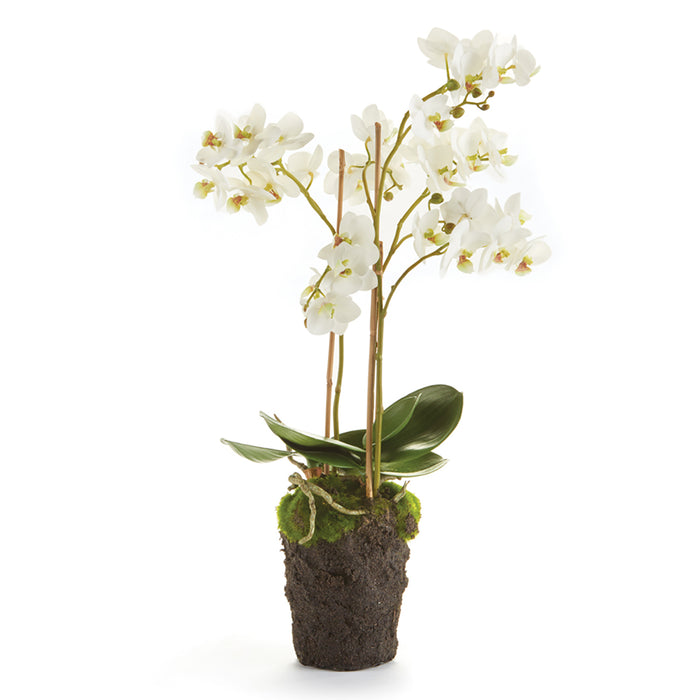 PHALAENOPSIS ORCHID DROP-IN 20" BY NAPA HOME & GARDEN