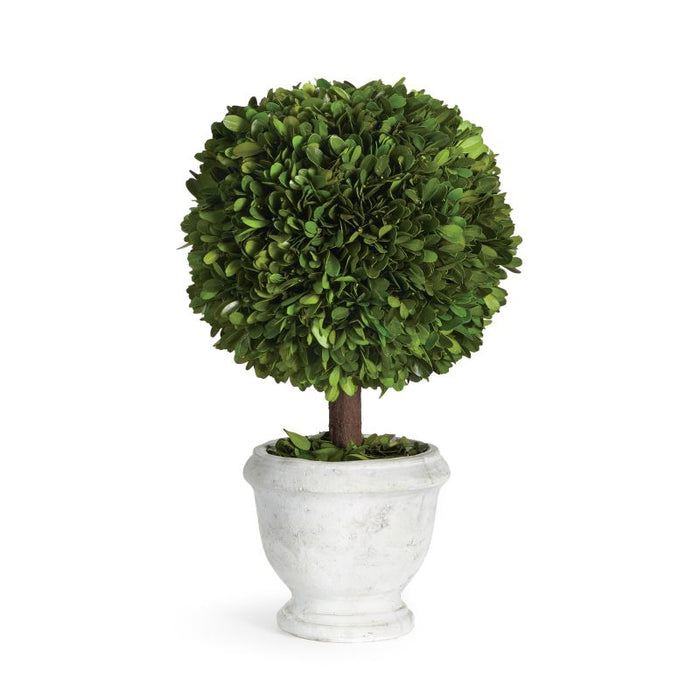 BOXWOOD SINGLE 9" BALL TOPIARY IN POT BY NAPA HOME & GARDEN