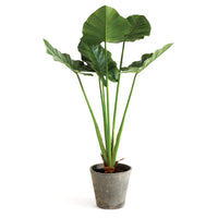 ALOCASIA POTTED 42" BY NAPA HOME & GARDEN