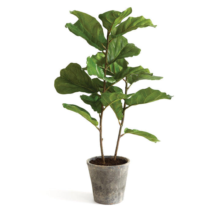 FIDDLE LEAF FIG POTTED 43" BY NAPA HOME & GARDEN