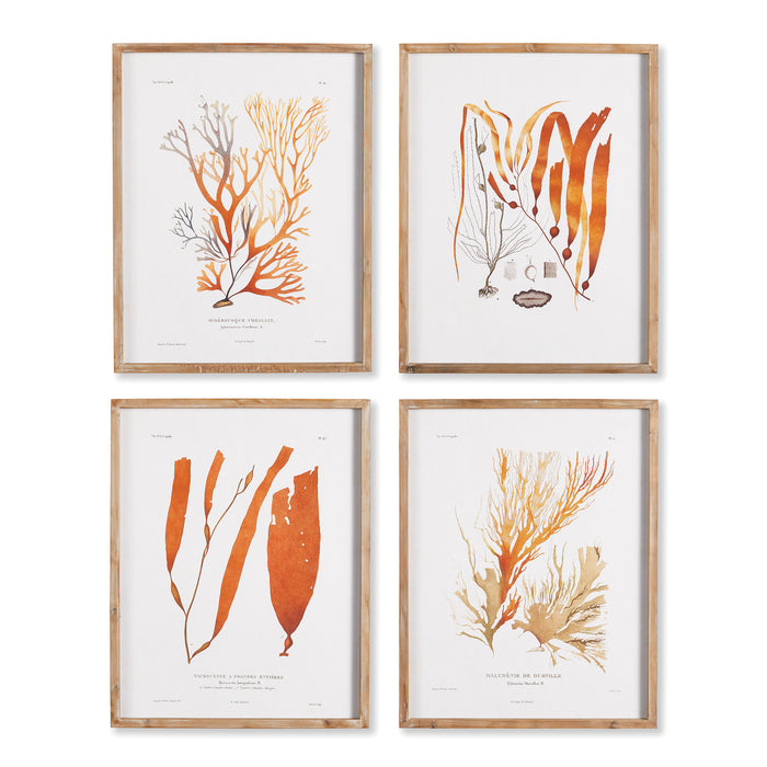 CORAL REEF STUDY, SET OF 4 BY NAPA HOME & GARDEN