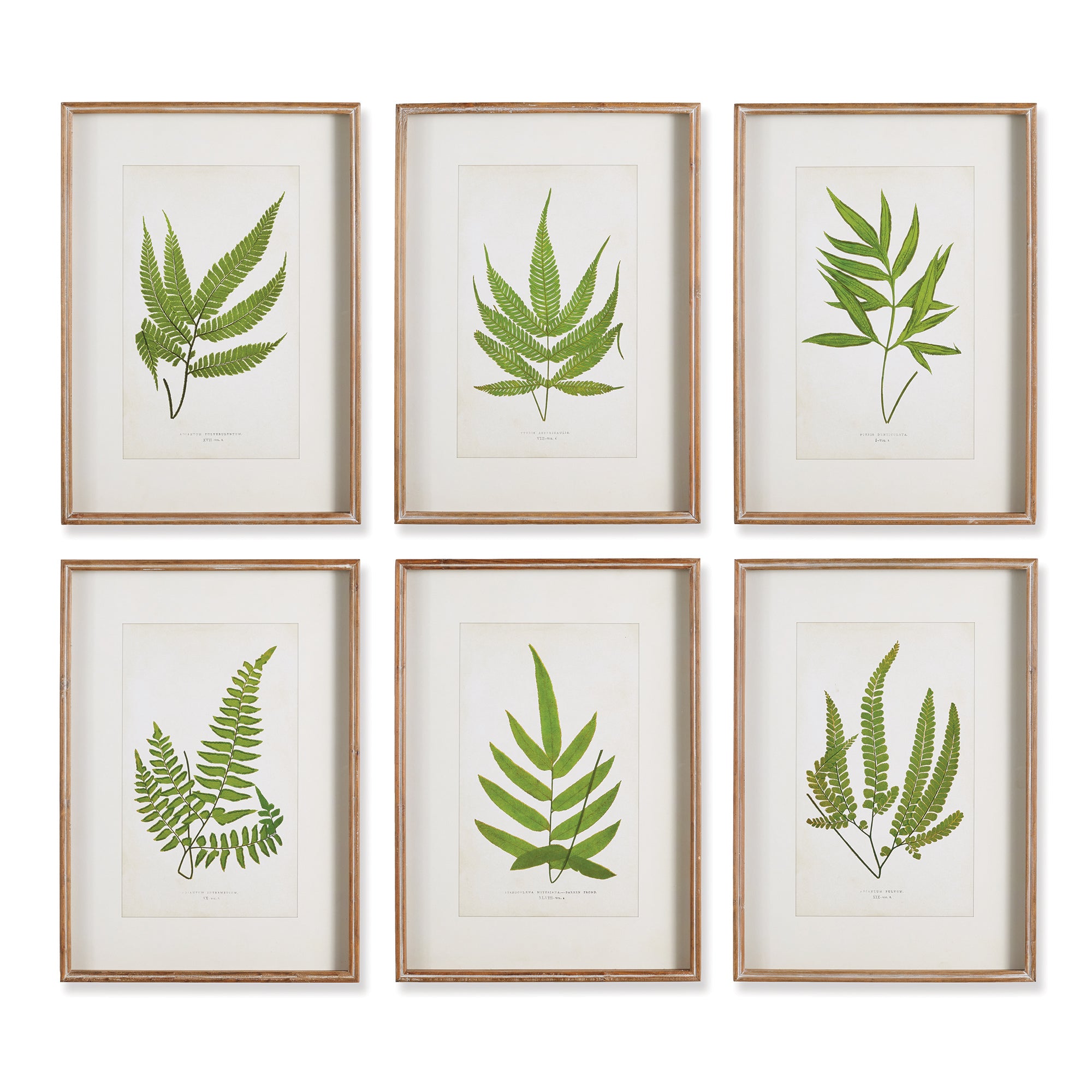 FOREST GREENERY PRINTS, SET OF 6 BY NAPA HOME & GARDEN - A. Dodson's