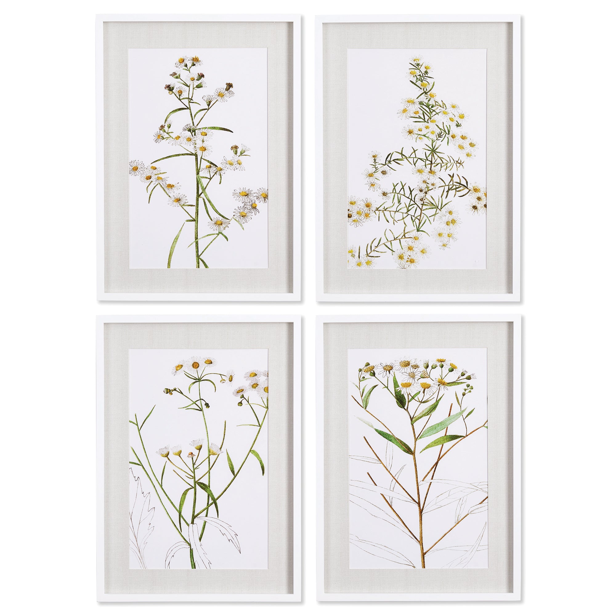 DAISY PRINTS, SET OF 4 BY NAPA HOME & GARDEN - A. Dodson's