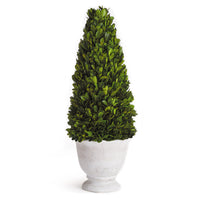 BOXWOOD CONE TOPIARY IN POT BY NAPA HOME & GARDEN