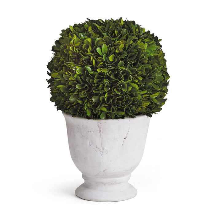 BOXWOOD BALL TOPIARY IN POT LARGE BY NAPA HOME & GARDEN