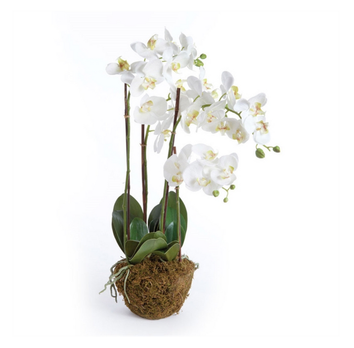 PHALAENOPSIS ORCHID DROP-IN 30"