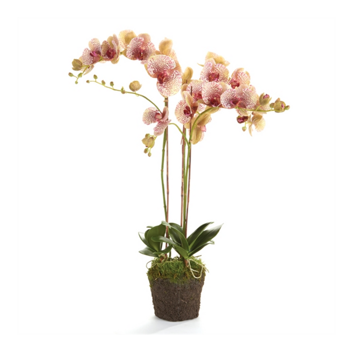 PHALAENOPSIS ORCHID DROP-IN 32" BY NAPA HOME & GARDEN