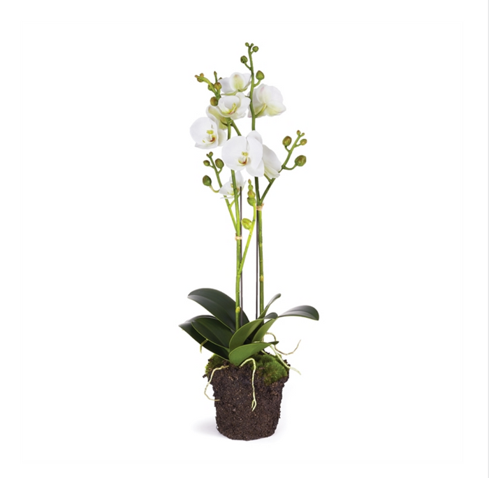 PHALAENOPSIS X 2 DROP-IN 23" BY NAPA HOME & GARDEN