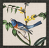 Avian - 9 Asst - A. Dodson's