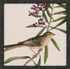 Avian - 9 Asst - A. Dodson's