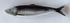CERAMIC SARDINE PLATE - A. Dodson's