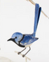 Long Tailed Bird on Stand, 5 Styles - A. Dodson's