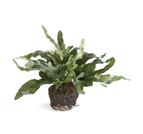 11.5" ECHEVERIA FERN DROP-IN