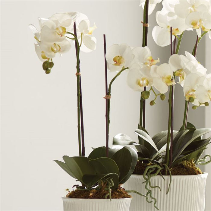 PHALAENOPSIS ORCHID DROP-IN 23" BY NAPA HOME & GARDEN