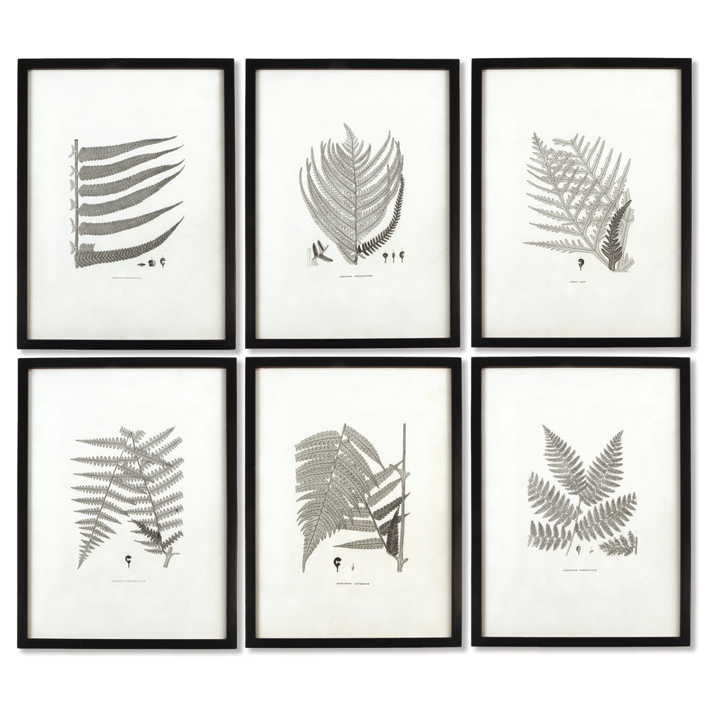 FRAMED GRAY-TONE FERN PRINTS, SET OF 6 BY NAPA HOME & GARDEN - A. Dodson's