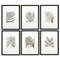 FRAMED FERN STUDY, SET OF 6