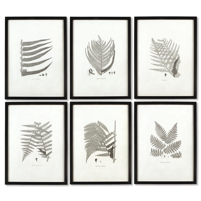 FRAMED GRAY-TONE FERN PRINTS, SET OF 6 BY NAPA HOME & GARDEN