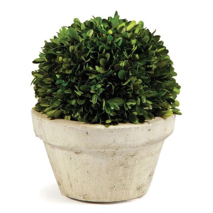 BOXWOOD BALL IN POT LARGE BY NAPA HOME & GARDEN