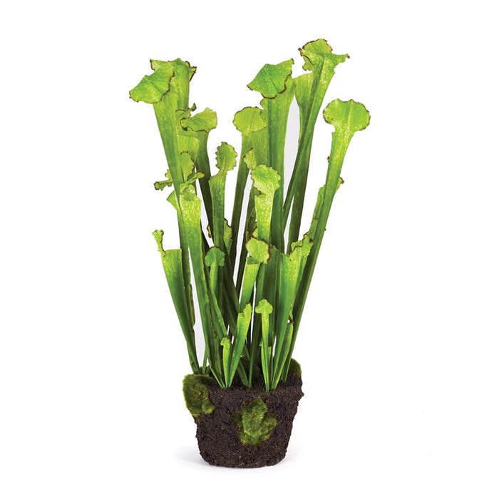 SARRACENIA DROP-IN 25" BY NAPA HOME & GARDEN