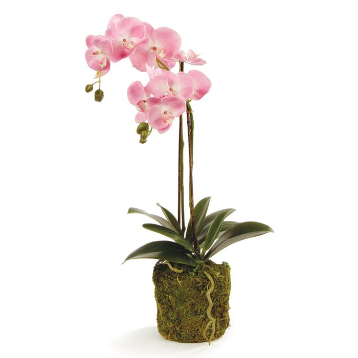 PHALAENOPSIS ORCHID DROP-IN 23" BY NAPA HOME & GARDEN