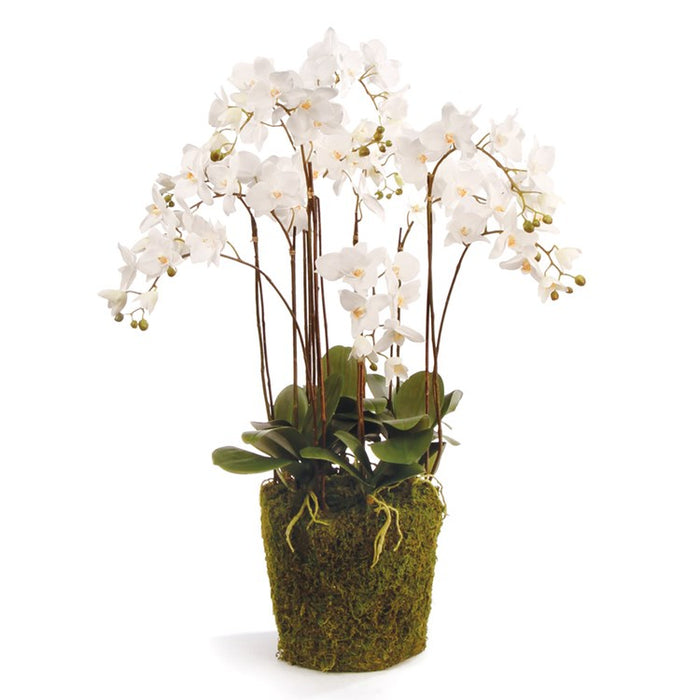 PHALAENOPSIS ORCHID DROP-IN 36" BY NAPA HOME & GARDEN