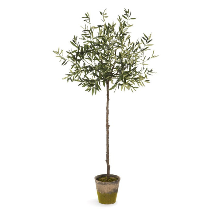 OLIVE TREE IN MOSS POT 69" BY NAPA HOME & GARDEN