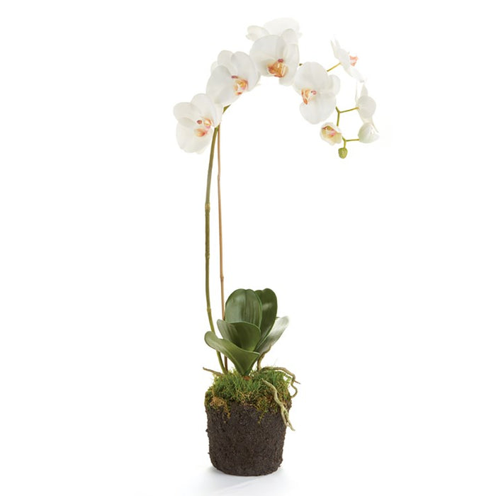PHALAENOPSIS ORCHID DROP-IN 26" BY NAPA HOME & GARDEN