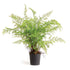 SOFT FERN DROP-IN 36" BY NAPA HOME & GARDEN