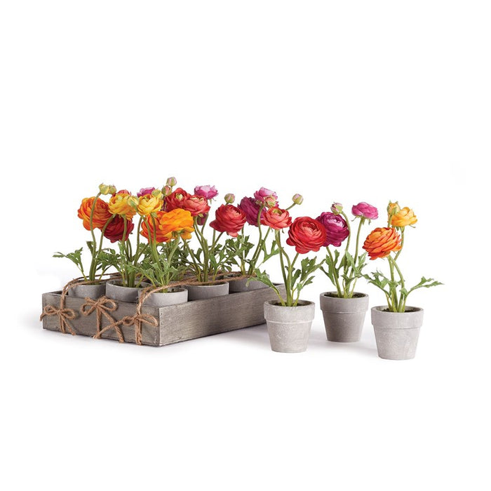 MINI RANUNCULI 7" POTTED, Set of 12 BY NAPA HOME & GARDEN